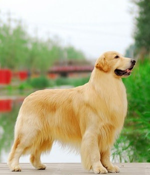 pedigree for golden retriever puppy